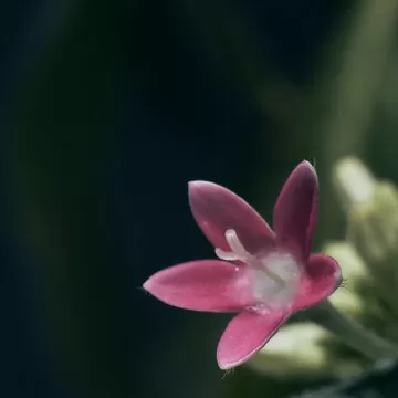 最新一期开奖